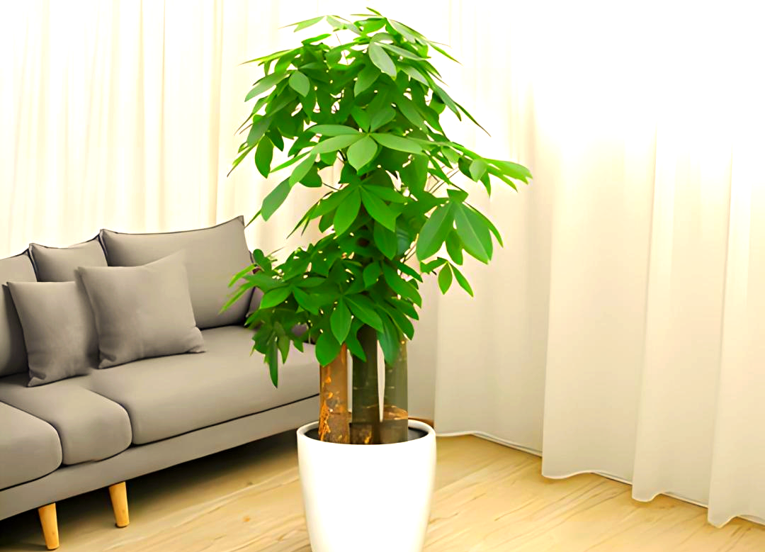 家中明财位的布置方法与注意事项