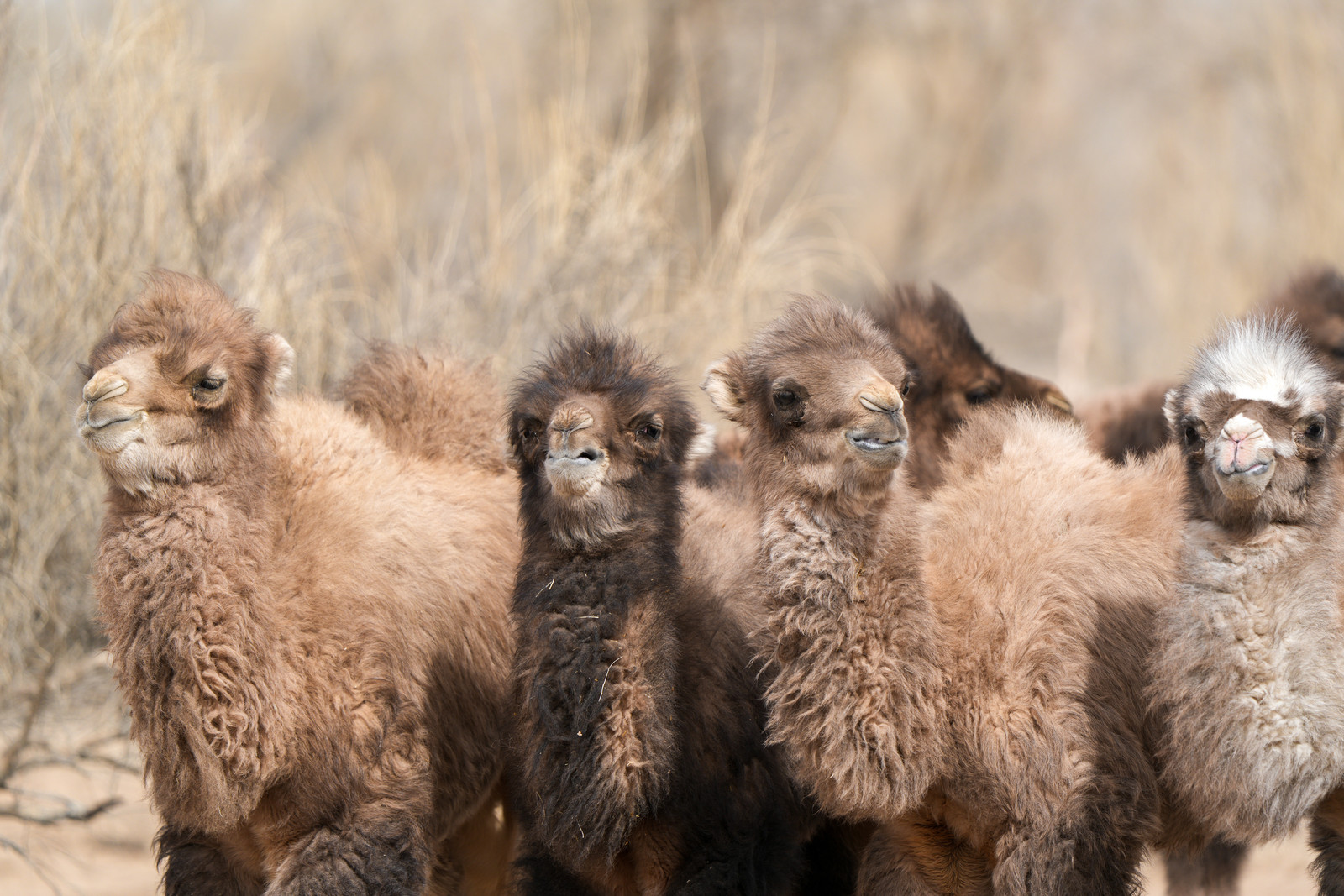 漠古驼骆驼奶,为消费者做一罐营养,健康,新鲜,安心好奶粉