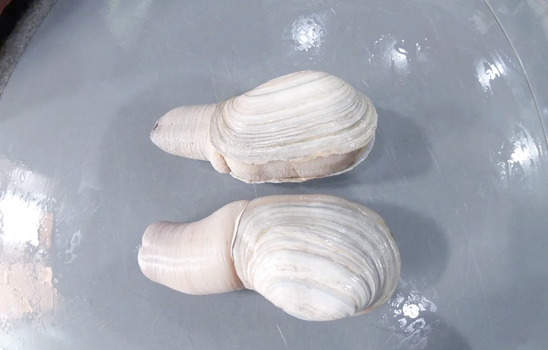 探索长得像"象鼻子"的神奇海鲜