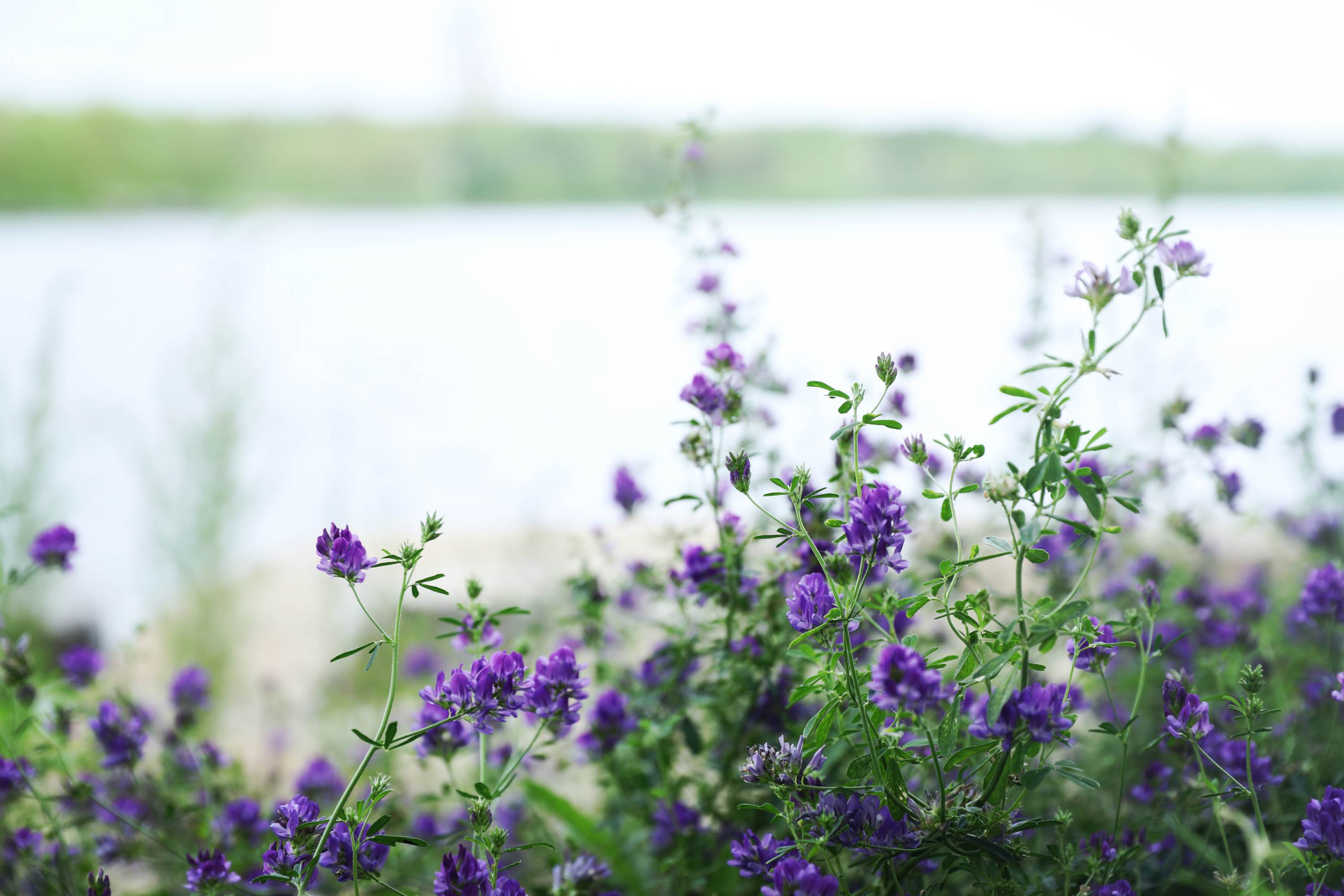 且听风吟:紫花苜蓿