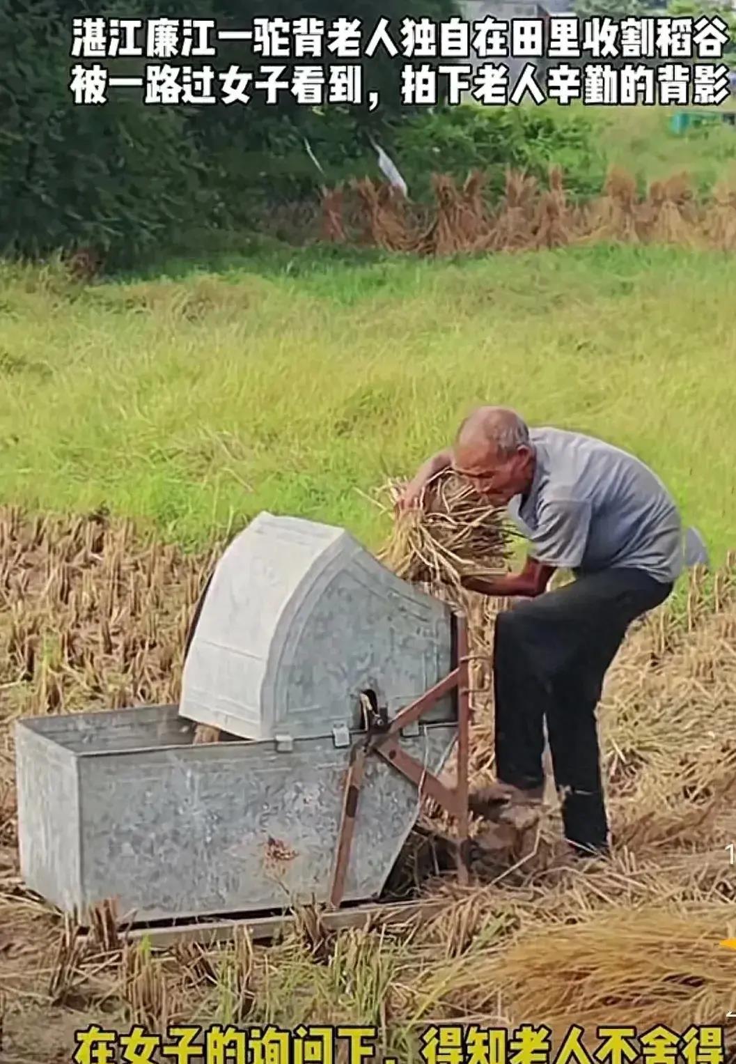 泪目了,广东女子为在田间辛苦劳作的老爷爷请来收割机收割稻谷
