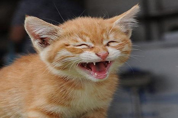 猫的样子笑容图片