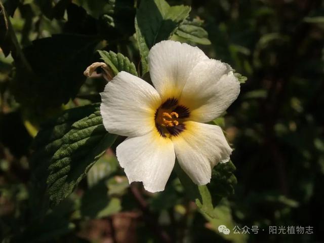 白时钟花,花开有节,枕着光