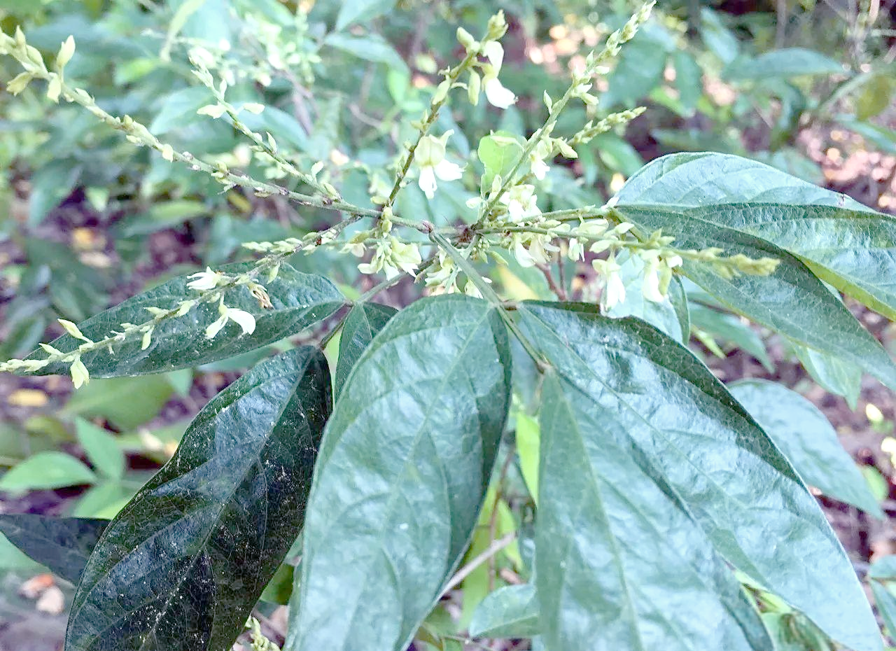 小槐花:从外观到功效,全面了解这不起眼的中草药