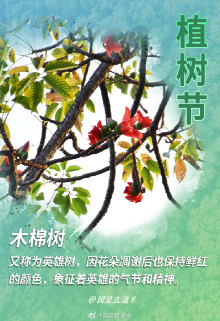 关于"树语"你知道多少