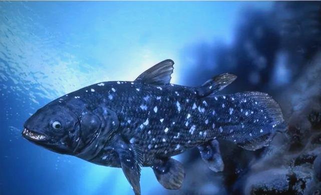 腔棘鱼:陆生脊椎动物的远古祖先,历经灭绝重现人类视野