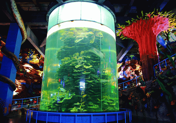 「1038」喜迎元旦!怀化"九丰海洋馆欢乐杂技嘉年华"!