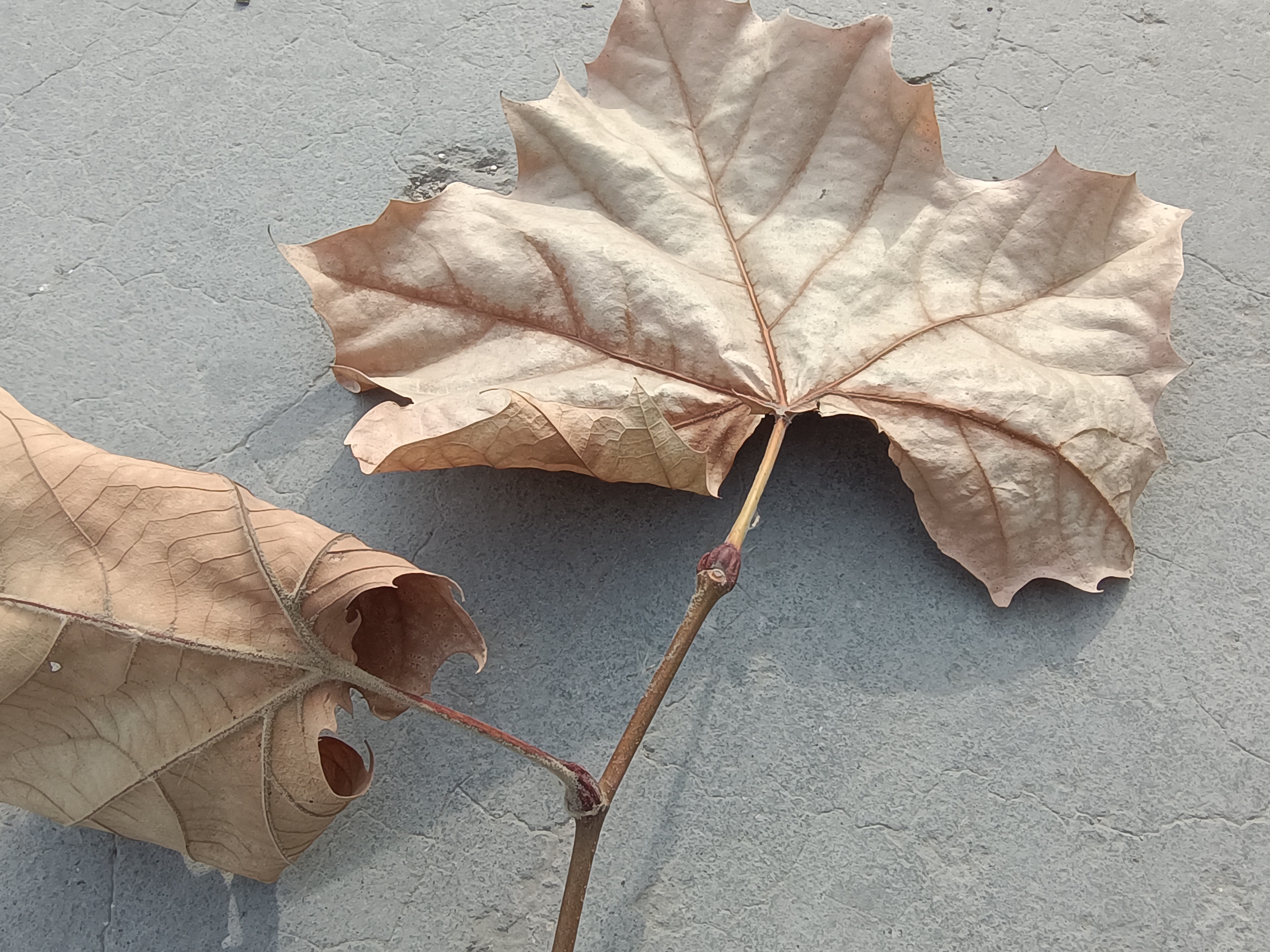 "柄下芽"是什么样的存在?植物的行为和人类的情感是相通的