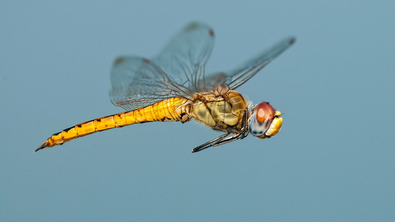 不愧是飞行大师!新研究发现,蜻蜓有着高超的飞行姿态矫正技巧