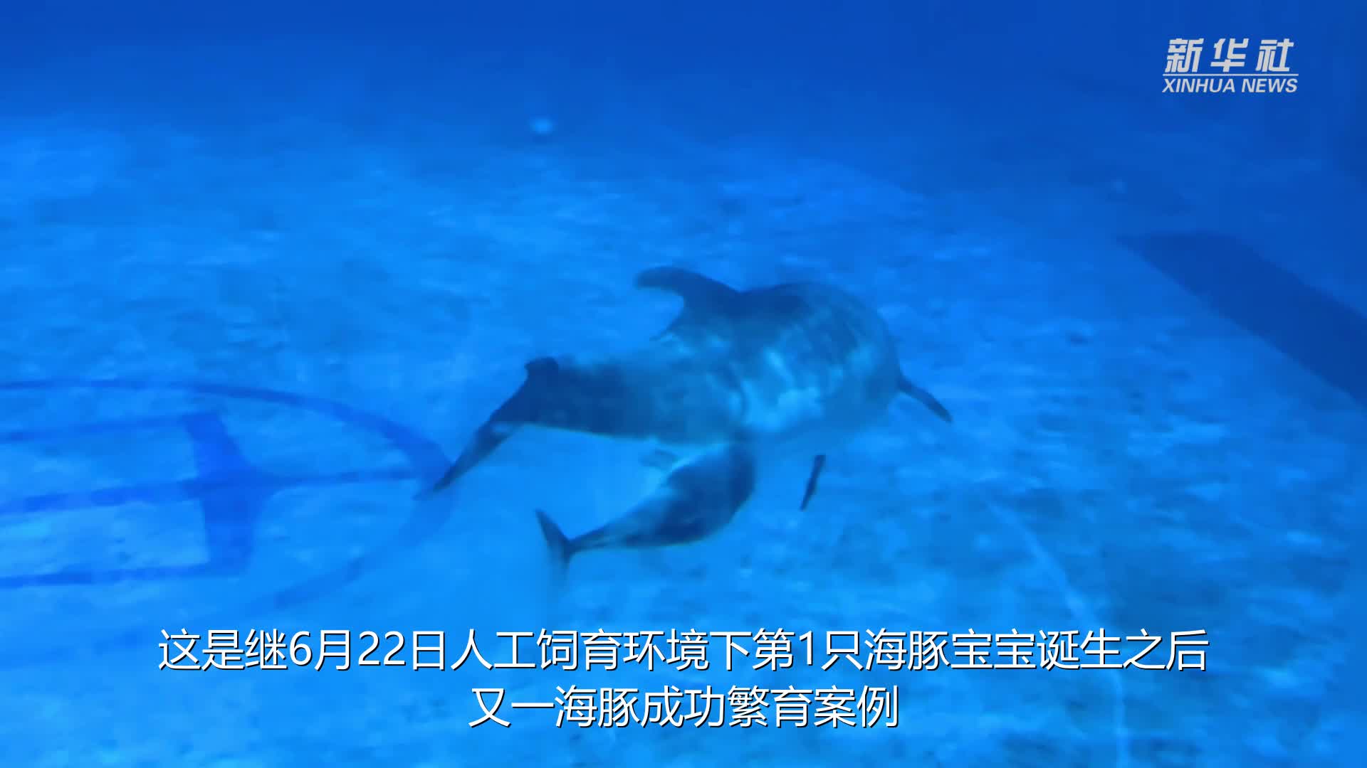 哈尔滨37天内连诞2只海豚宝宝