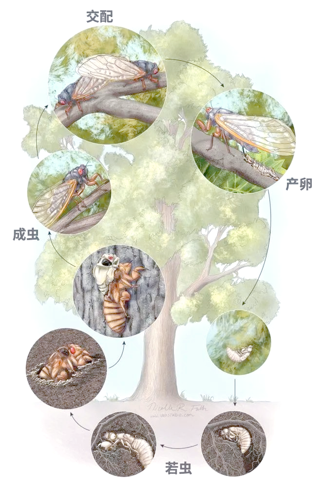 这些象牙色的蝉卵,长约5毫米,宽约5毫米,形状犹如我们平日里吃的长