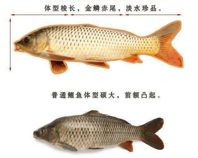 黄河淡水鱼品种大全图片