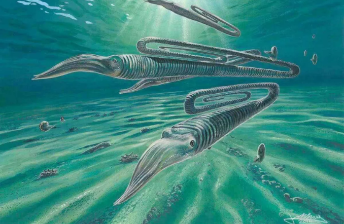 研究称古代"回形针乌贼"可能最多能活到200岁