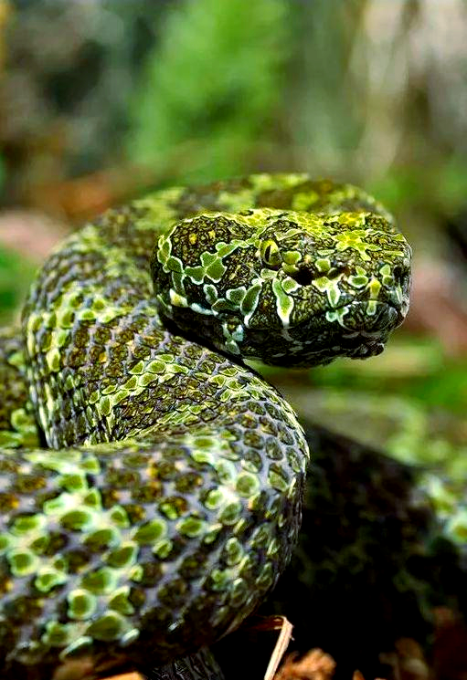 莽山烙铁头蛇:一种珍贵的"超级国宝"蛇类