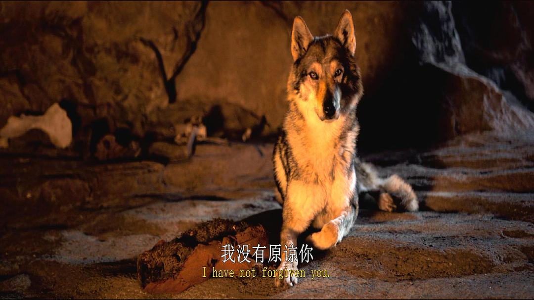 心存善良,必有福报,《阿尔法:狼伴归途》看不一样的狼