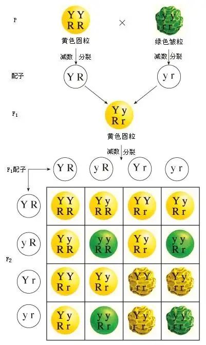 孟德爾三大遺傳定律