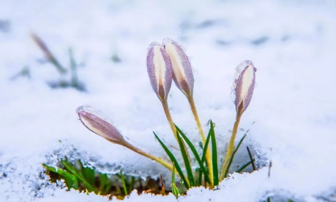伊犁河谷的春天从顶冰花无惧冰雪的绽放开始