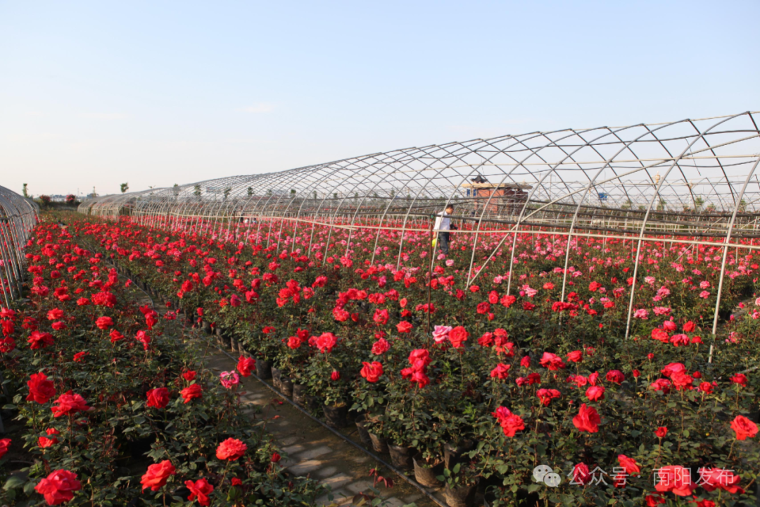 南阳邀您赏月季这份攻略请收好