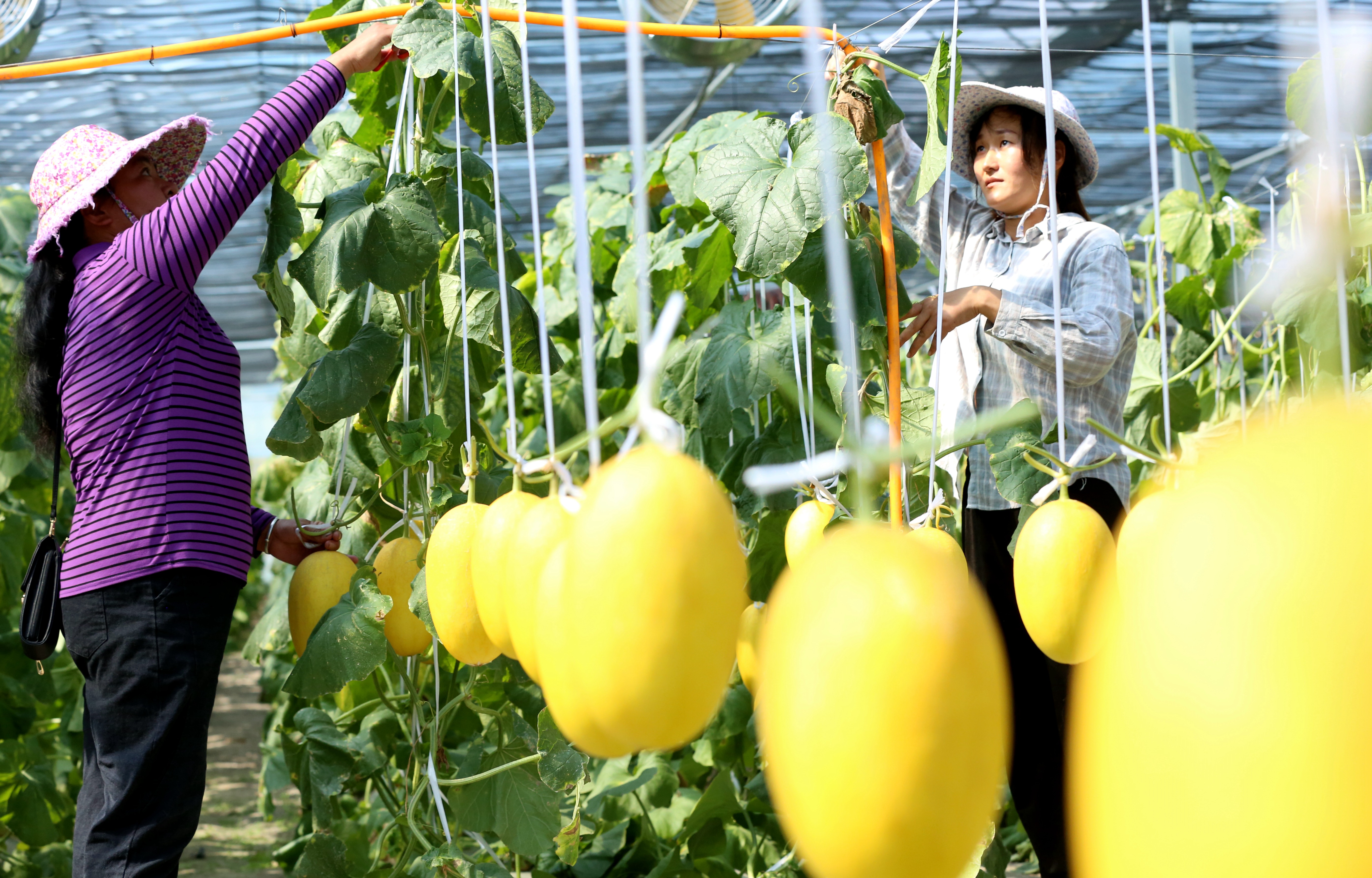 福建武夷山:发展哈密瓜种植 助力村民增收
