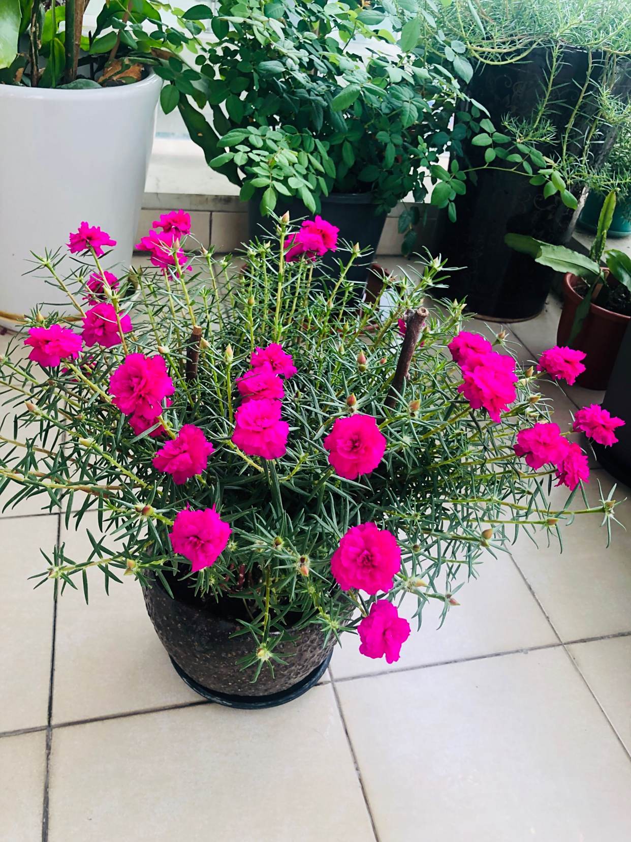 重瓣太阳花"宿迁玫红"—花美如牡丹,耐寒能力强,北方也能养