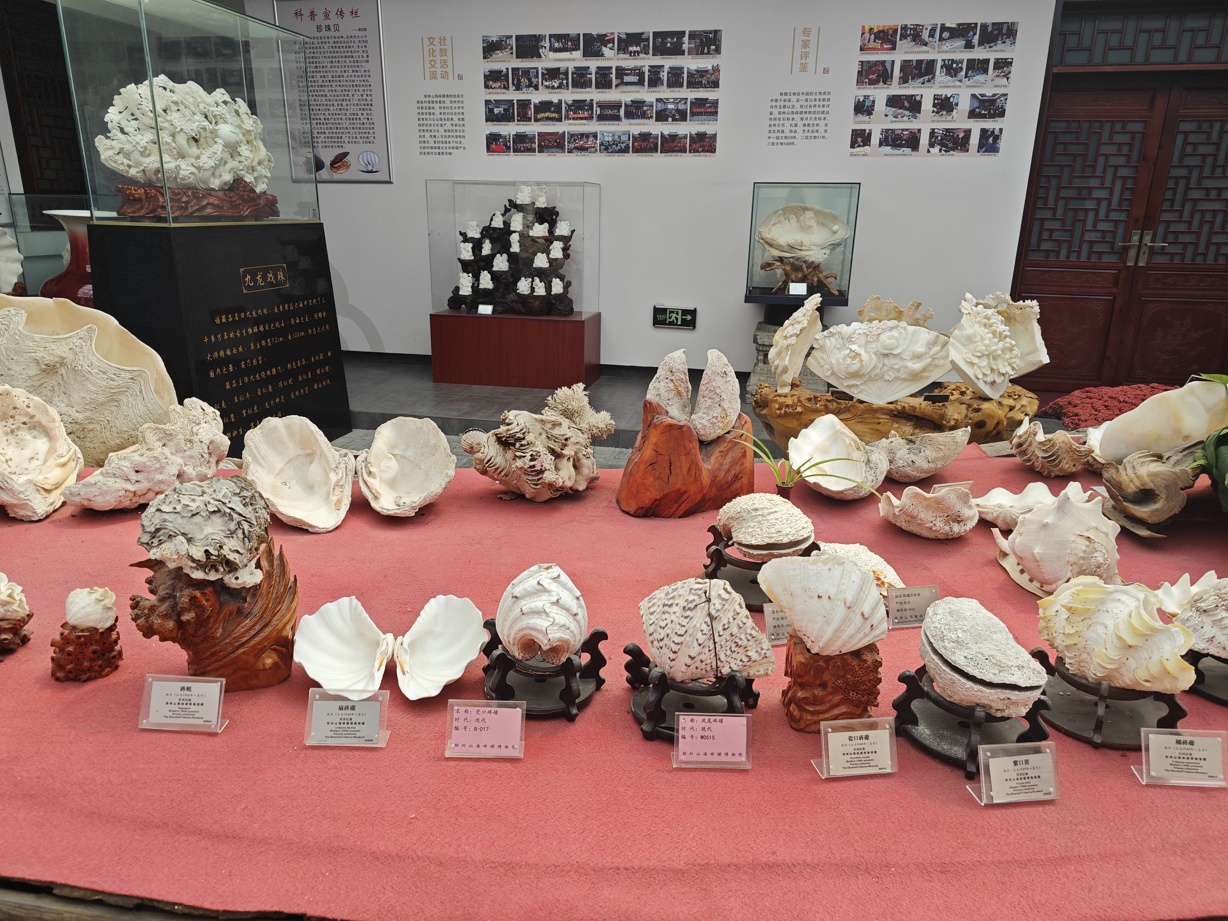 郑州特色博物馆之山海砗磲博物馆:传承万年的海中灵珍