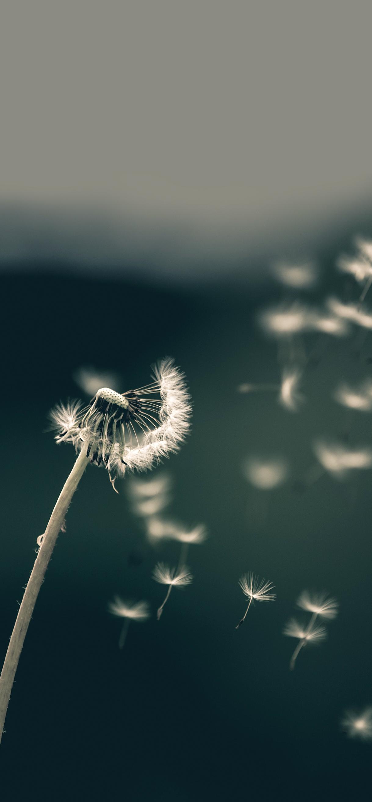 风吹蒲公英伤感图片