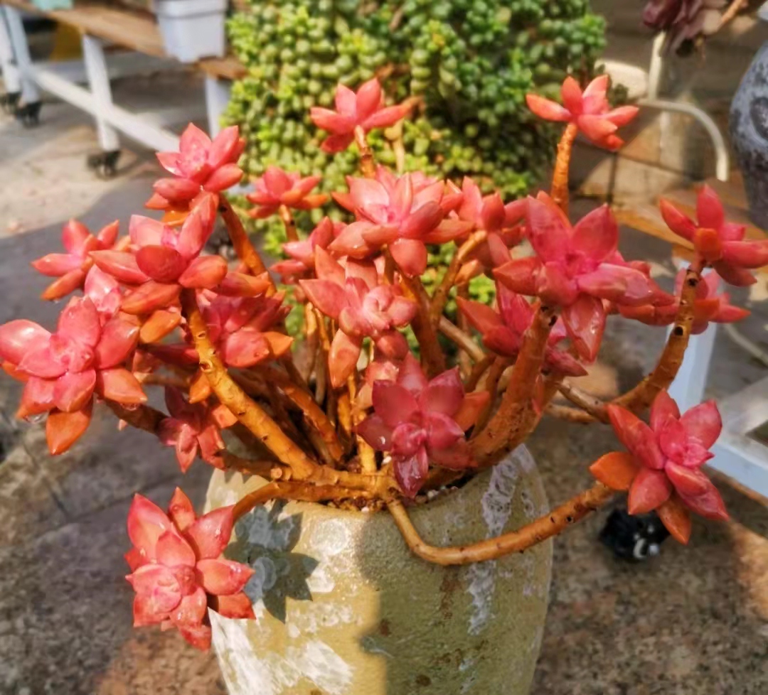 广东必入多肉品种"布丁",度夏无忧,养成老桩超美