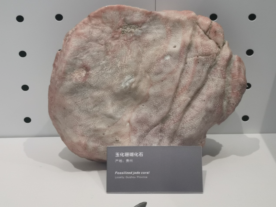 玉化红珊瑚化石——黄冈大别山世界地质公园博物馆精品标本科普推文
