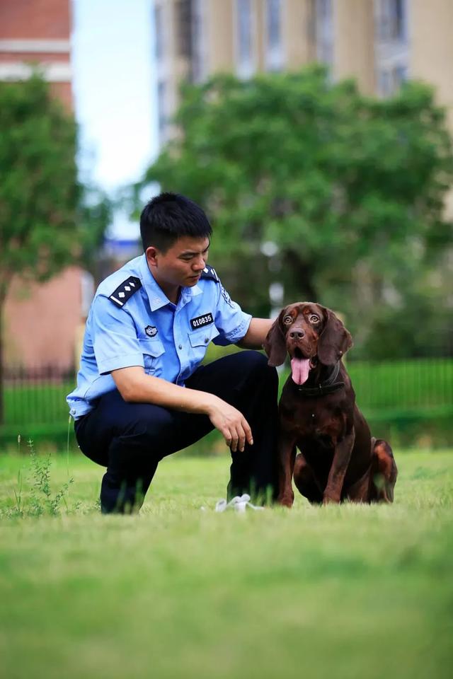 训导警犬,就跟培养孩子一样,要有爱心,耐心