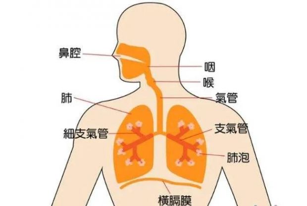 四種天然