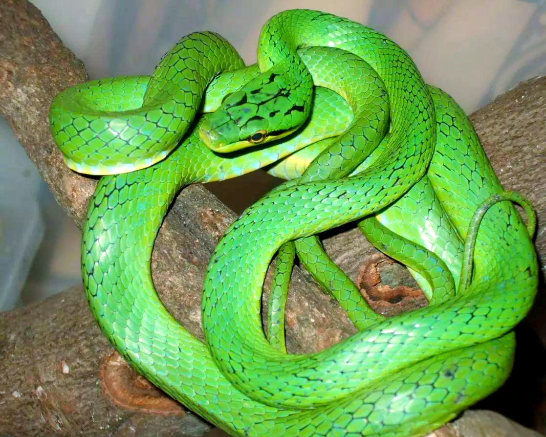 锦蛇属中的绿色蛇种:绿锦蛇与灰腹绿锦蛇介绍