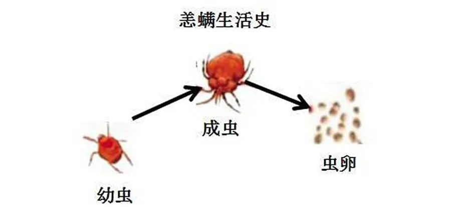 当心!厦门2人高烧不退,原来是这东西惹的祸…