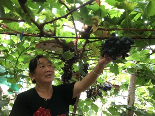 甘泉農民魏建華種植葡萄