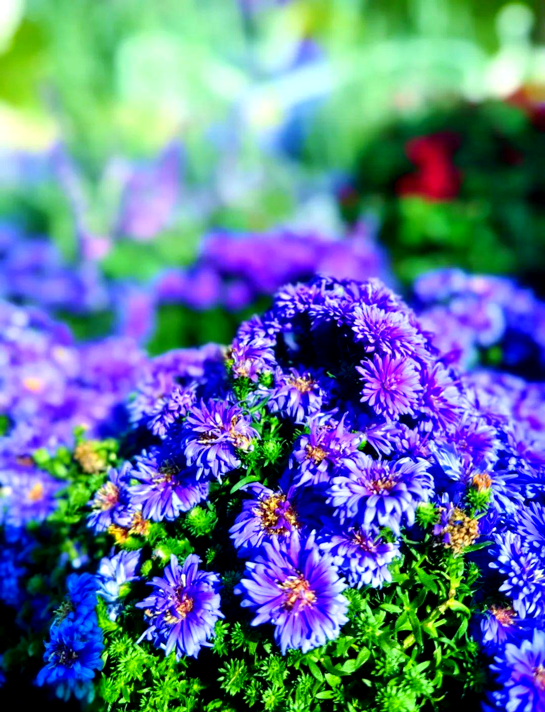 武汉金秋菊展出现蓝色"菊花"?专家解答