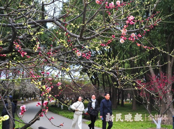 世纪公园梅花飘香俏枝头