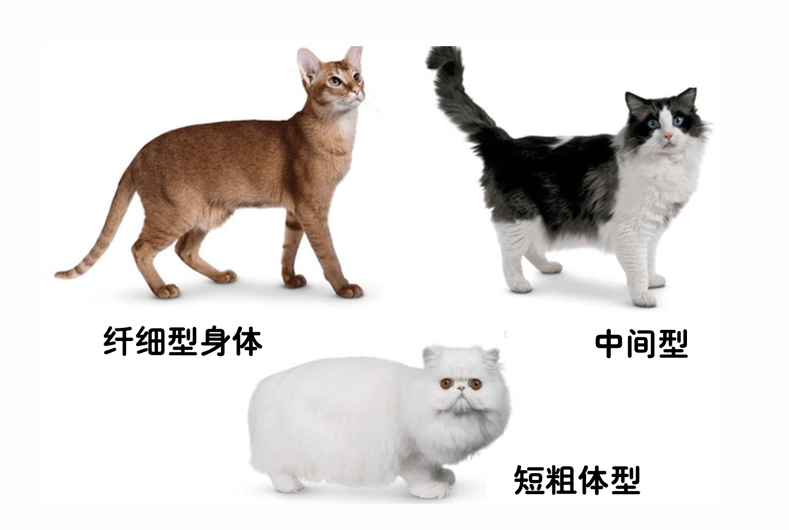 养猫知识点:从头到尾解析猫咪身体结构