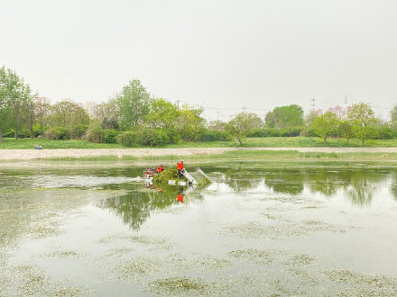 守护一泓清水!天津全力打捞河道水草维护良好水环境