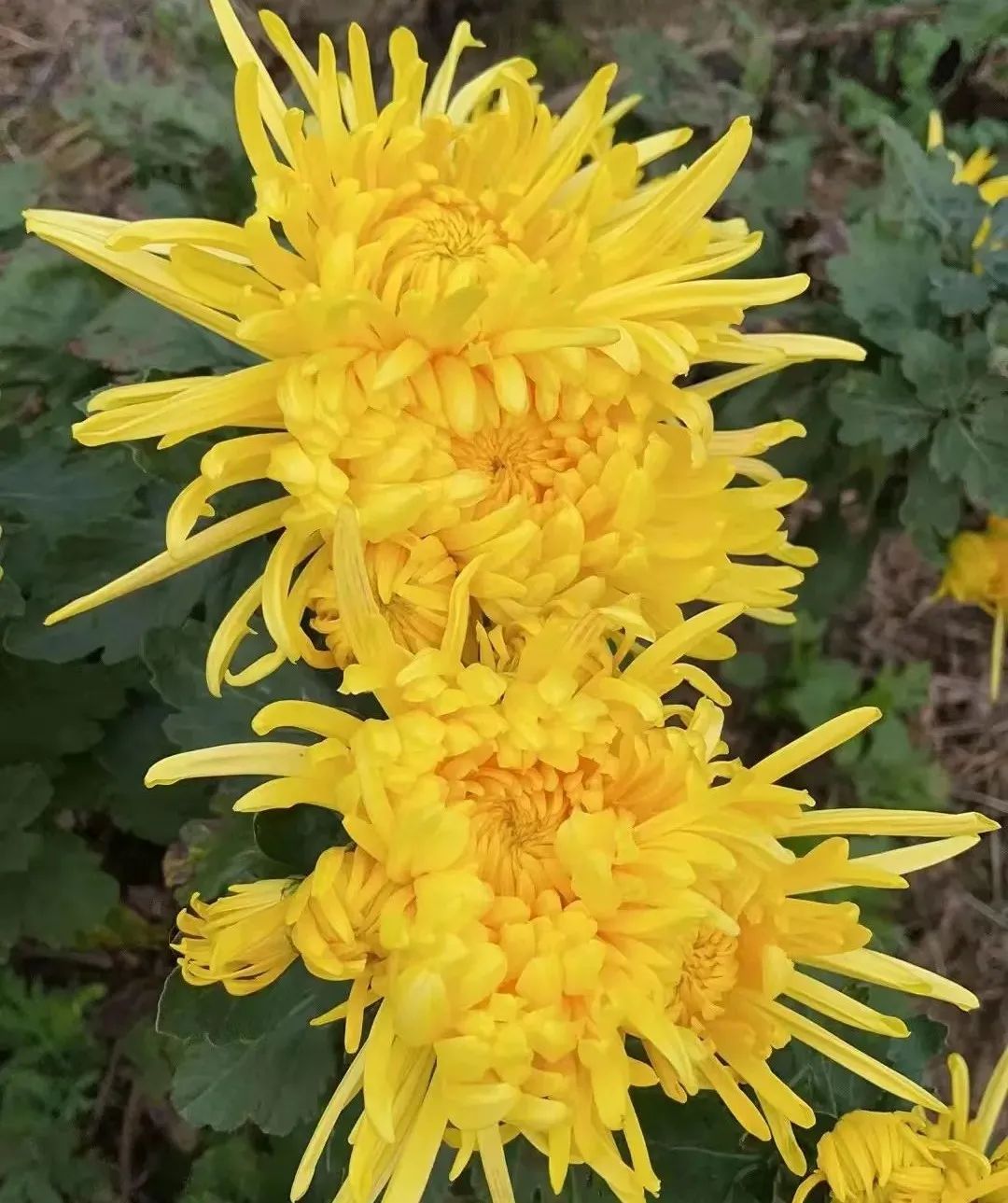 安"菊"乐业!百亩金丝黄菊开出满地"黄金"花