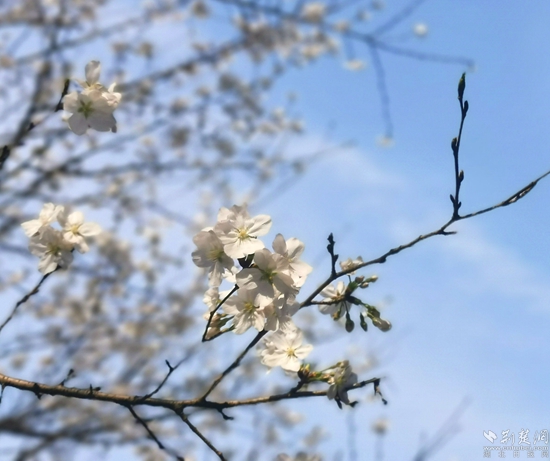 組圖一:鳳凰西山花滿蹊,千朵萬朵壓枝低