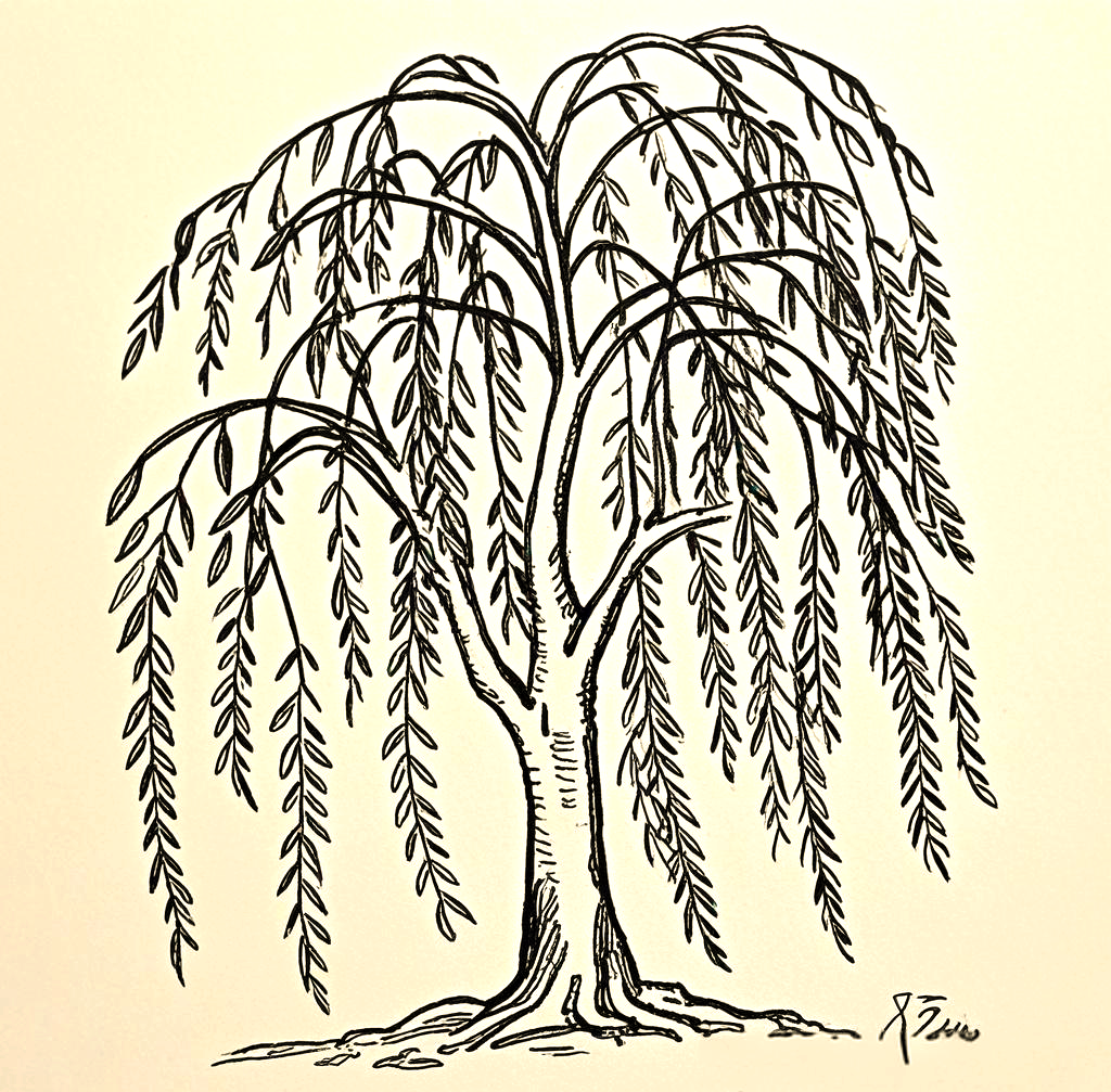 柳树线描的独特技法与技巧