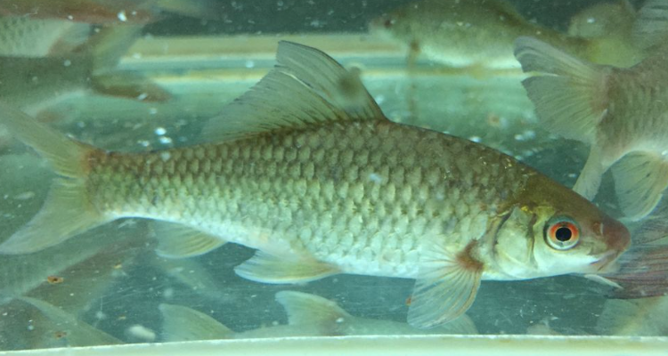 赤眼鱼的养殖条件与方法
