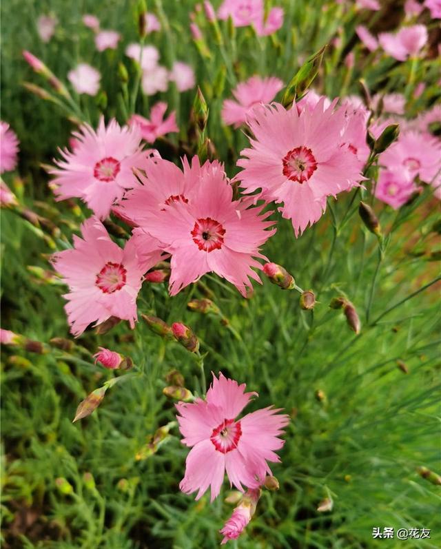 美国石竹栽培,北方庭院主力花卉
