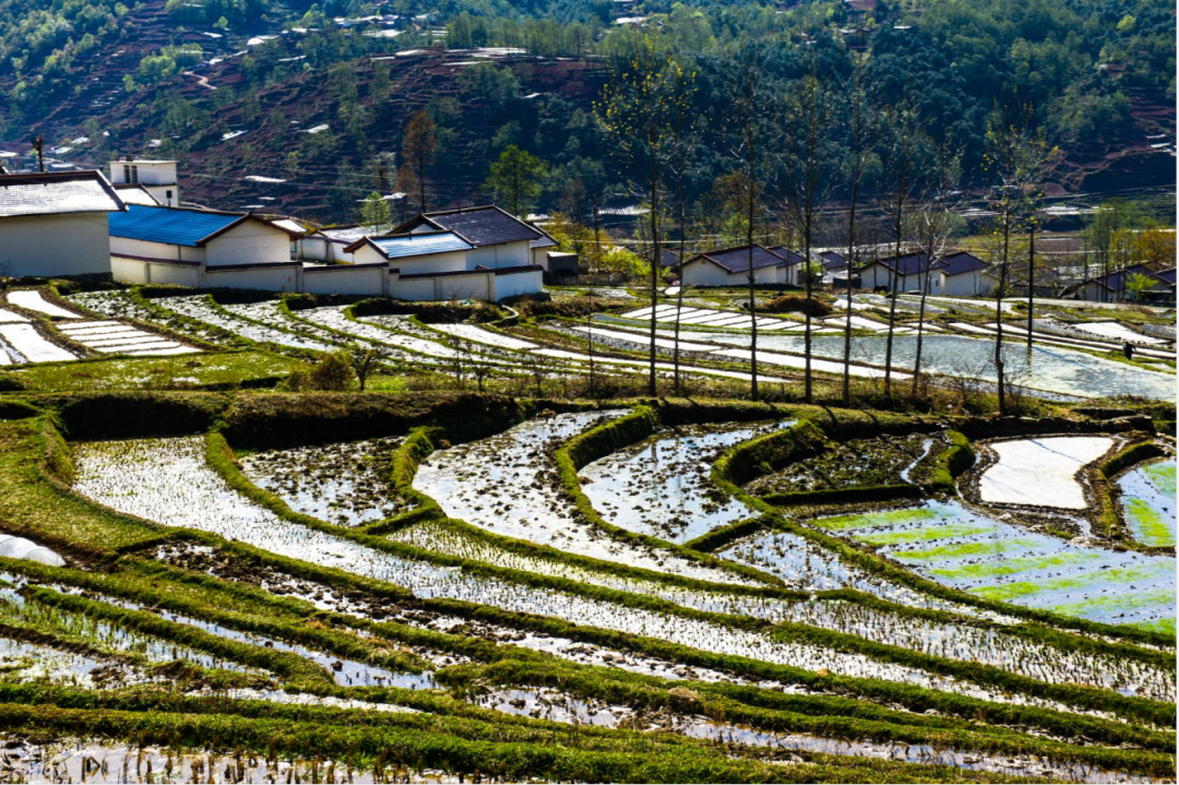 的普雄梯田被誉为就能看到绵延如带的百里梯田只需要在越西不用去云南