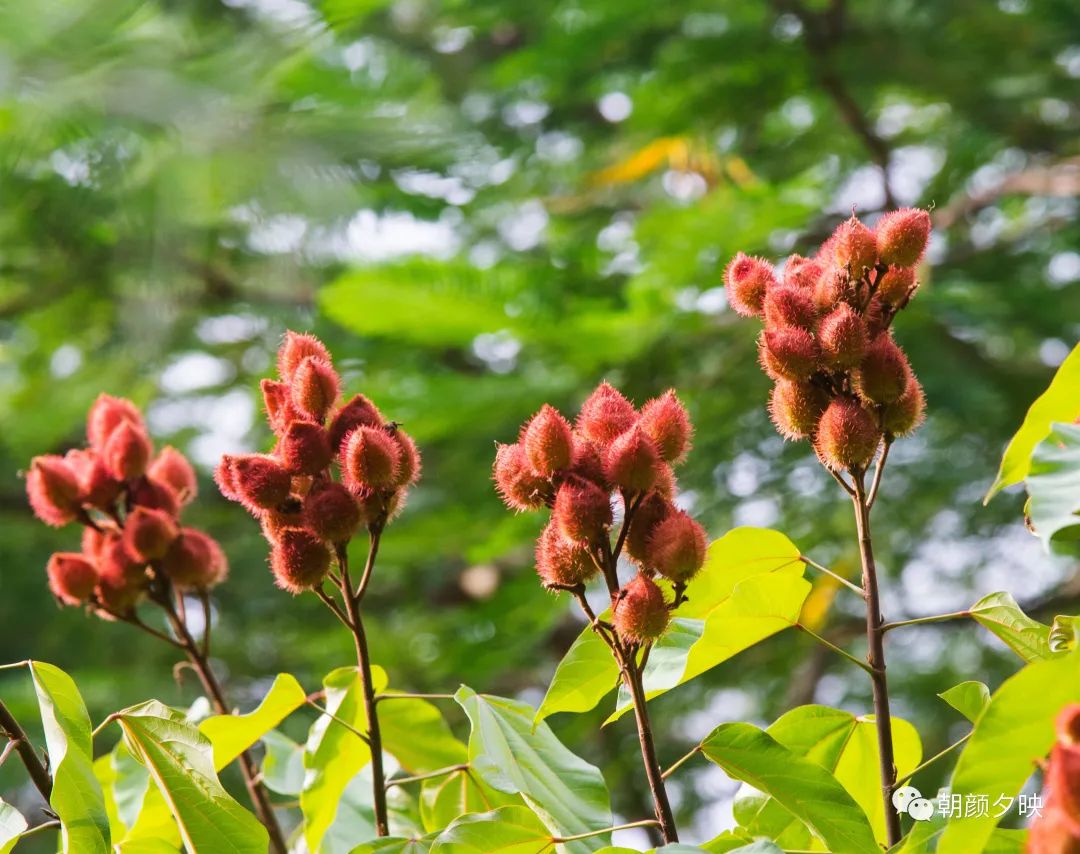 走,到树木园里找金虎尾去!