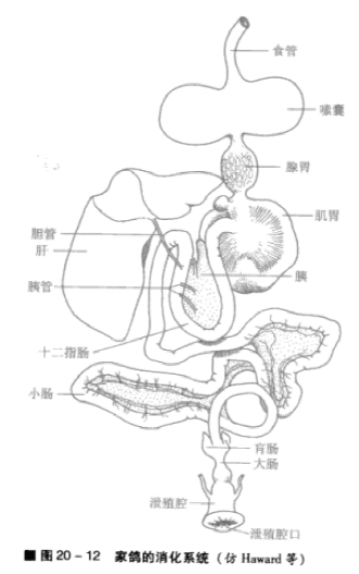 鸟的内脏结构图图片