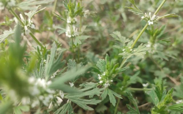 紫花益母草好还是白花益母草好?