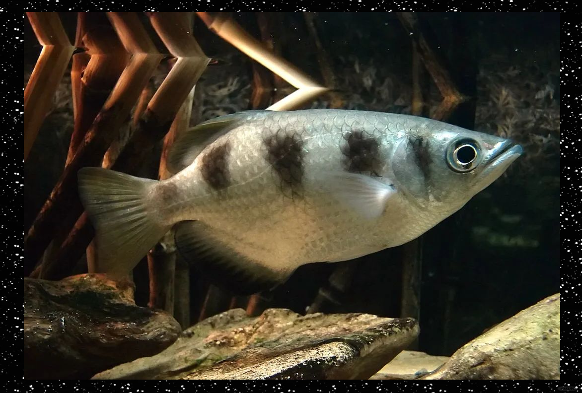 射水鱼:10厘米长的水生智慧者如何捕猎