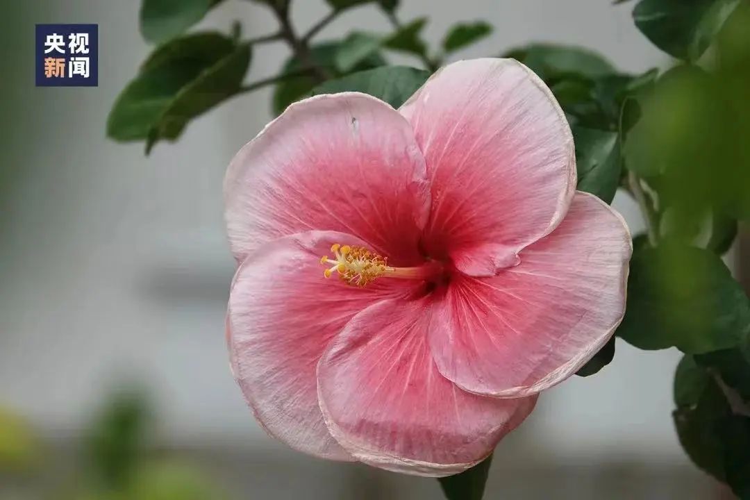 惊艳南宁市花朱槿花在广州塔绽放