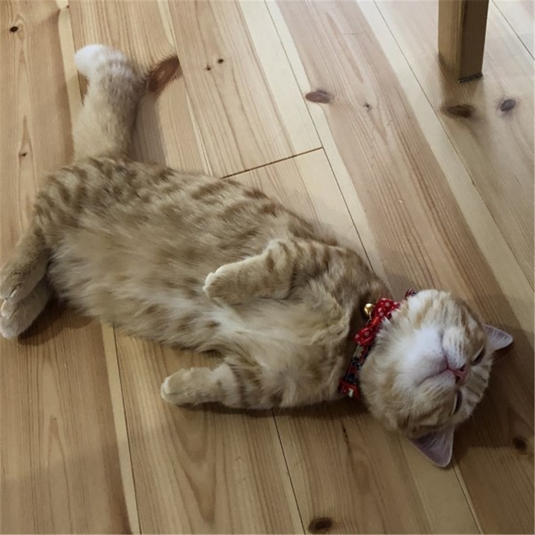 橘猫累到虚脱,四仰八叉躺在地板上呼呼大睡,网友:没电了!