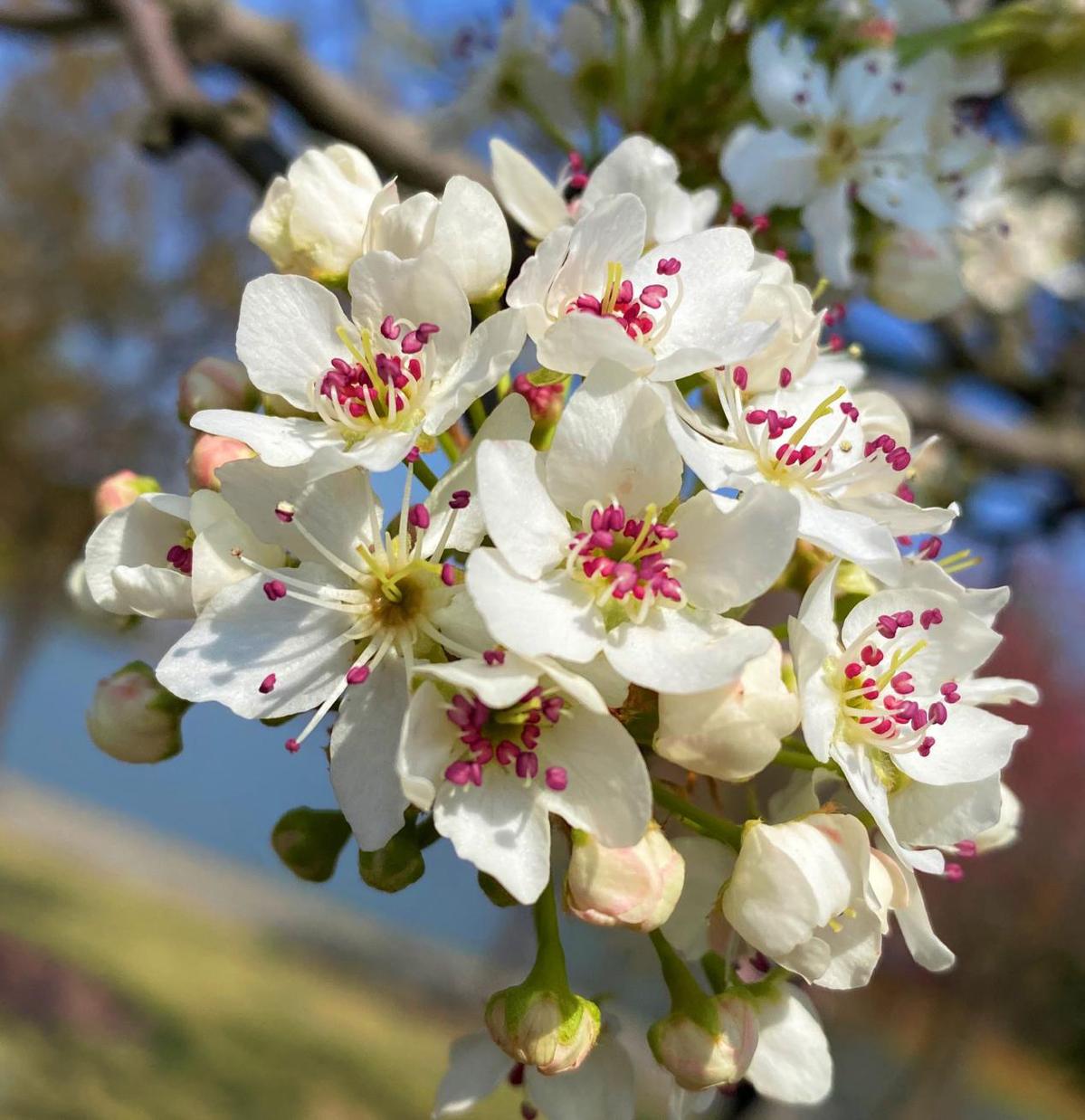 于惊蛰声声处听花绽 辰山植物园豆梨花开胜似雪